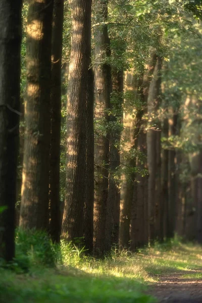 Troncos ao longo do caminho da floresta na luz do sol no verão . — Fotografia de Stock