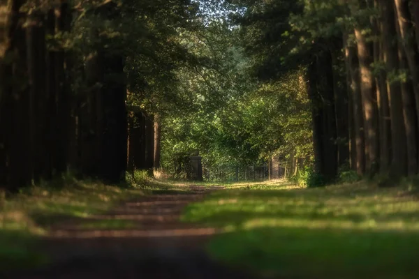 夏の日当たりの良い森の道の終わりにゲート. — ストック写真