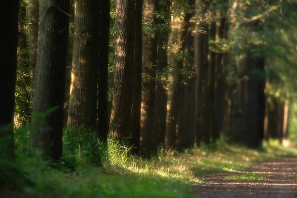 Troncos ao longo do caminho da floresta na luz do sol no verão . — Fotografia de Stock