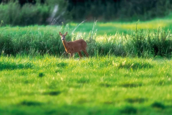 Chevreuil biche dans les pâturages ensoleillés pendant l'été . — Photo