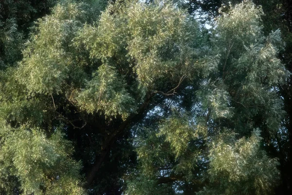 太陽の光のツリーの葉. — ストック写真