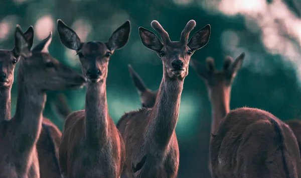 夕方の日差しの中で雌の群れの間に赤い鹿の群れ. — ストック写真