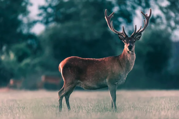 Red deer stag in meadow in evening sunlight. — Stock Photo, Image