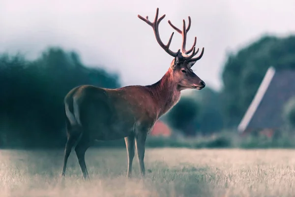 Red deer stag in countryside in evening sunlight. Side view. — Stock Fotó