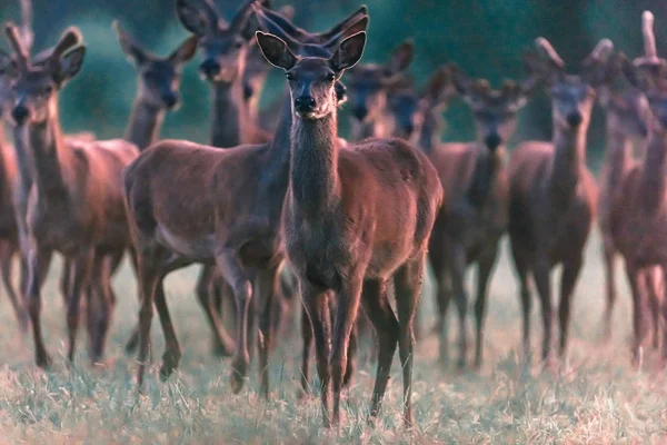 Herd of red deer in meadow in evening sunlight. — Φωτογραφία Αρχείου