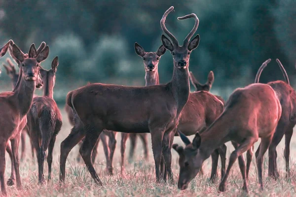 Young red deer stag between females in meadow in evening sunligh — 스톡 사진