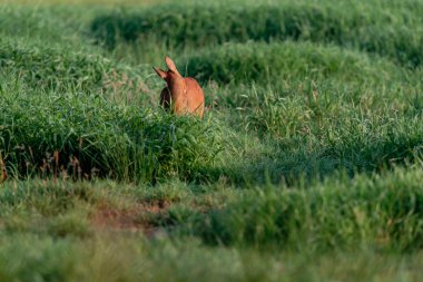 Mera temizleme kürk karaca.