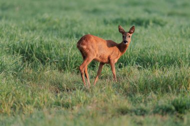 Şafakta güneşli çayırda karaca doe.