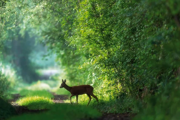 Roe cervo cruza um caminho de floresta de verão . — Fotografia de Stock