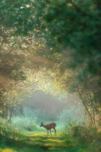 Roe deer doe on misty forest trail at dawn. — Stock Photo, Image