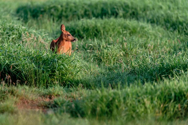 Roe deer grazing in summer pasture at dawn. — Stock Photo, Image