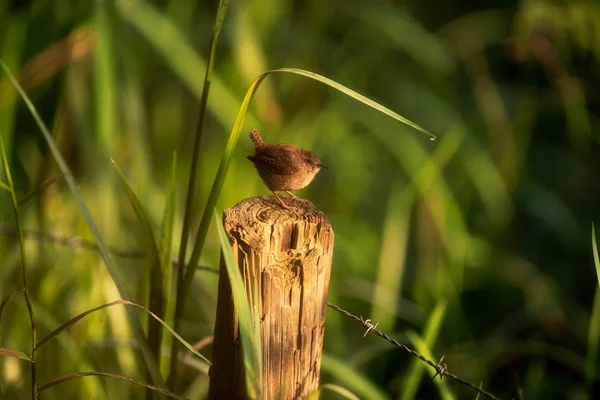 Eurasian wren perched on sunny wooden fence post. — Stock Photo, Image