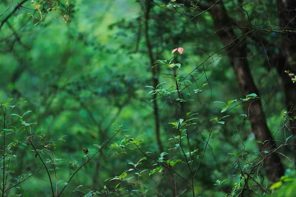 Yeşil yemyeşil yapraklar arasında iki kahverengi yaprak. — Stok fotoğraf