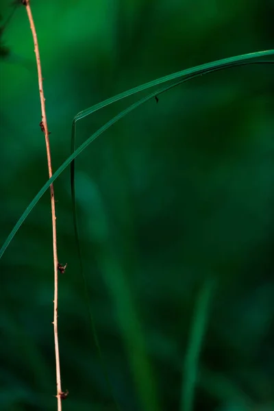 Close-up van een takje en blad van gras. — Stockfoto