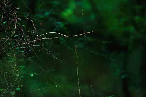 森の緑の葉の間の裸の小枝. — ストック写真