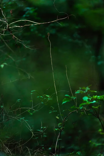 Kala kvistar mellan gröna lövverk i skogen. — Stockfoto