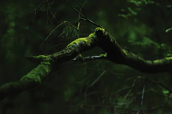 어두운 숲에서 이끼로 덮인 가지. — 스톡 사진