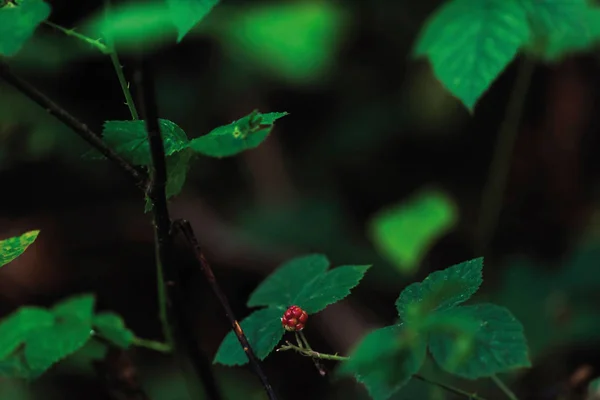 An unripe blackberry between green foliage of blackberry bush. — Stock Photo, Image