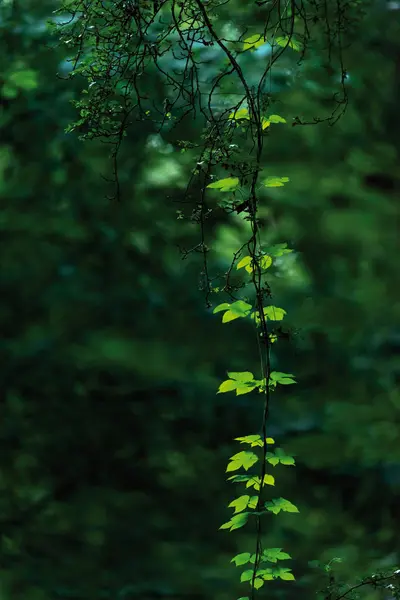 Висяча гілка з зеленим листям у лісі . — стокове фото