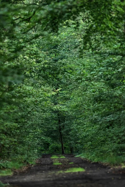 Strada sterrata nella lussureggiante foresta verde estiva . — Foto Stock