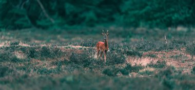 Karaca buck heather manzara duruyor.
