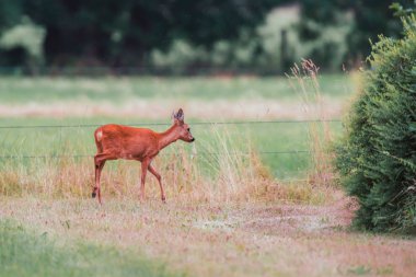 Çayırda karaca doe çalılara doğru yürüyor.