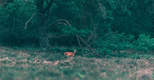 Ree doe in heidelandschap. — Stockfoto