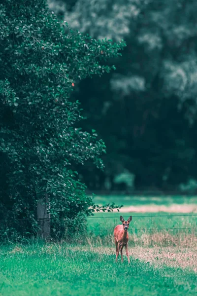 Roe deer doe in meadow in summer. — Stock Photo, Image