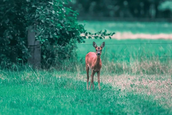 Олень косуля на лугу летом . — стоковое фото