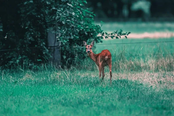 Roe cervo corça no prado no verão . — Fotografia de Stock