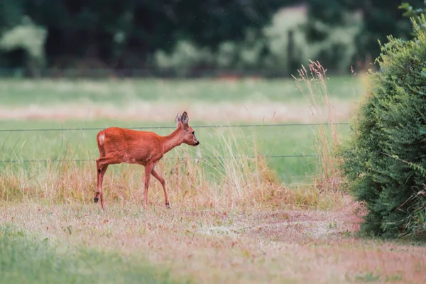 Roe cervo corça no prado caminha em direção arbustos . — Fotografia de Stock