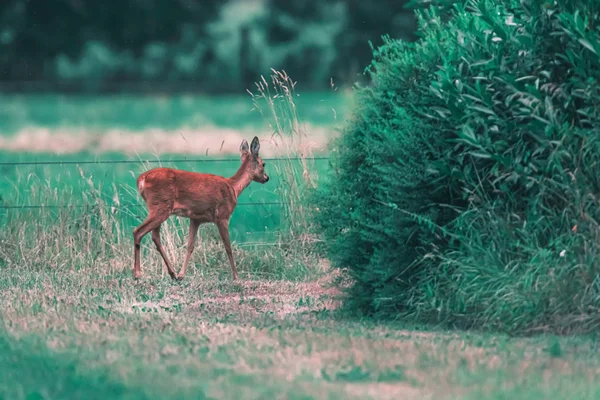 Őzbak DOE rét sétál a bokrok felé. — Stock Fotó