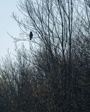 Şahin erken ilkbaharda çalı şube oturur.
