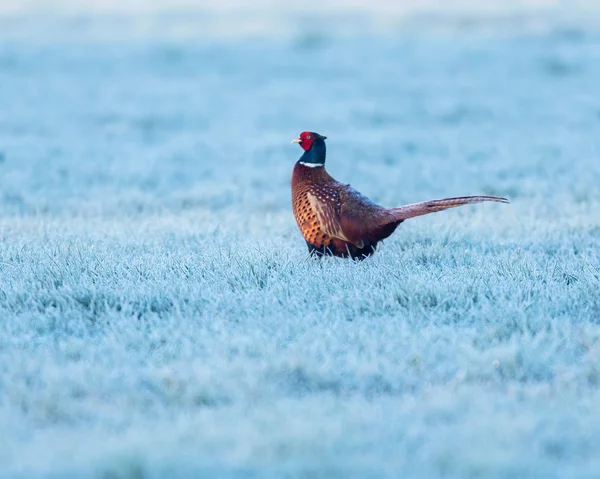 Pheasant cock in frozen meadow in winter. — Stock Photo, Image