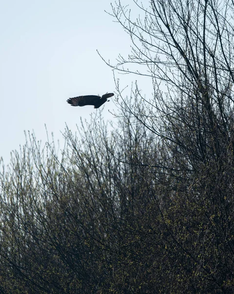 Mäusebussard fliegt im zeitigen Frühjahr vom Ast im Busch. — Stockfoto