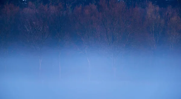 Winierska krawędź lasu w porannej mgle. — Zdjęcie stockowe