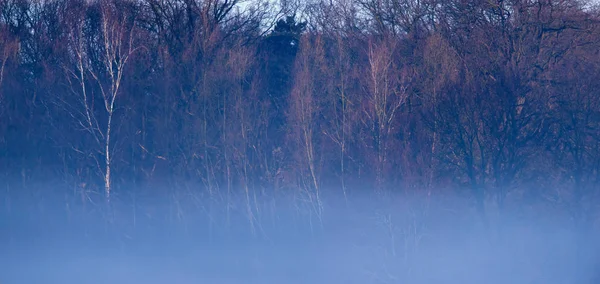 朝霧の冬の森の端. — ストック写真