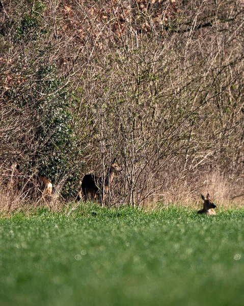 Drei Rehe auf Wiese am Waldrand im zeitigen Frühjahr. — Stockfoto