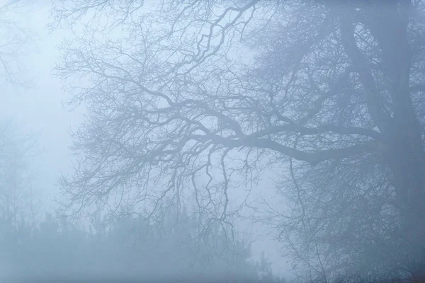 Zimie gołe drzewa we mgle. — Zdjęcie stockowe