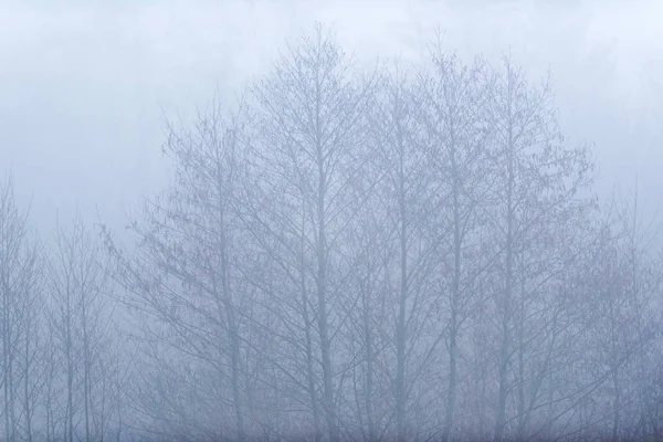 Kale winter bomen in de mist. — Stockfoto