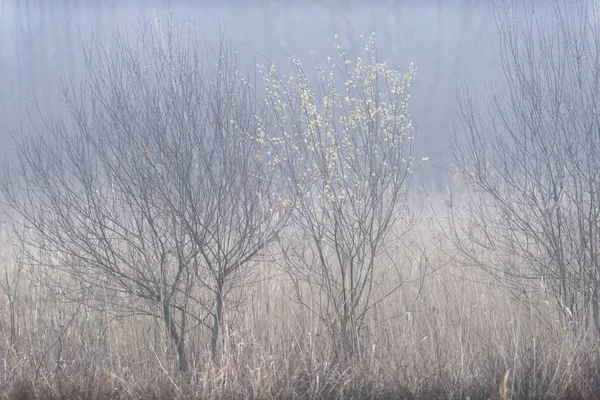 Reed e arbustos na manhã enevoada no início da primavera . — Fotografia de Stock