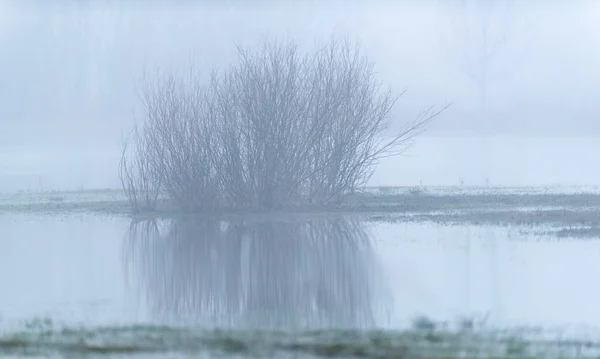 धुंधली सुबह झील पर नग्न झाड़ियों . — स्टॉक फ़ोटो, इमेज