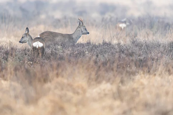 冬天在荒原里的鹿鹿和鹿. — 图库照片