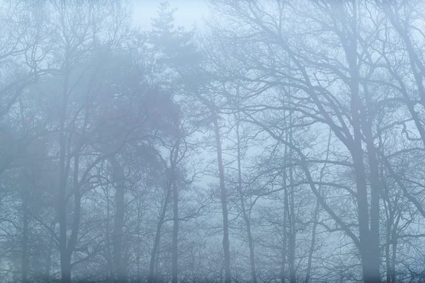 Bare trees on misty morning. — Stock Photo, Image