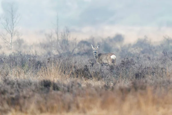 Roe cervo corça em charneca no inverno . — Fotografia de Stock