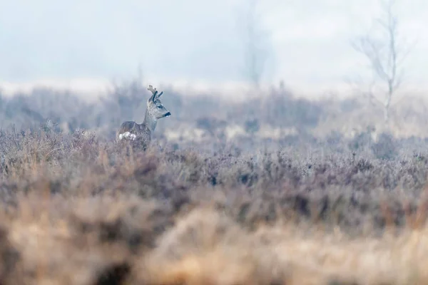 Chevreuil mâle dans la lande brumeuse en hiver . — Photo