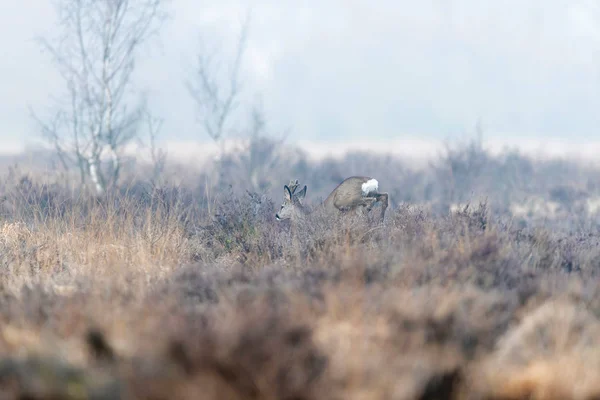 Roe deer buck leaps through misty moorland in winter. — Stock Photo, Image
