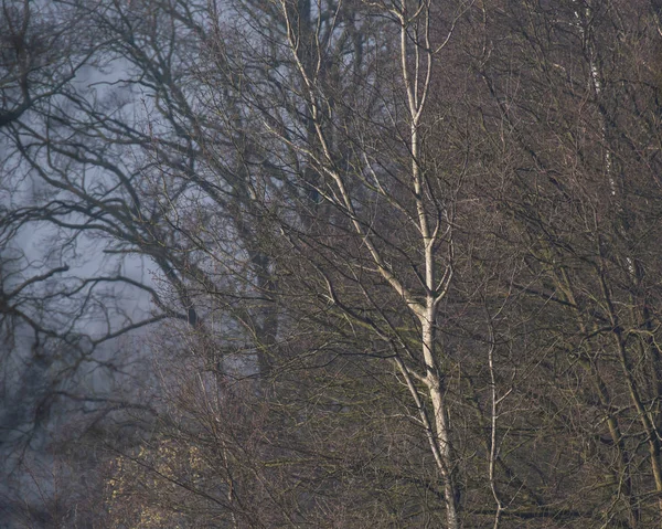Kahle Bäume im Nebel in der Morgensonne. — Stockfoto