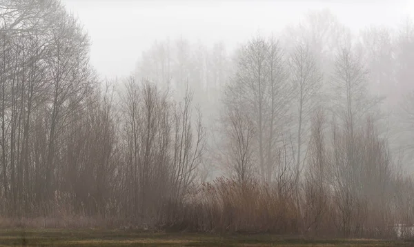 Nature reserve with reed and bare trees in mist. — Stock Photo, Image