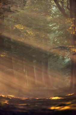 Sabah erken yaz aylarında sisli orman yolu.